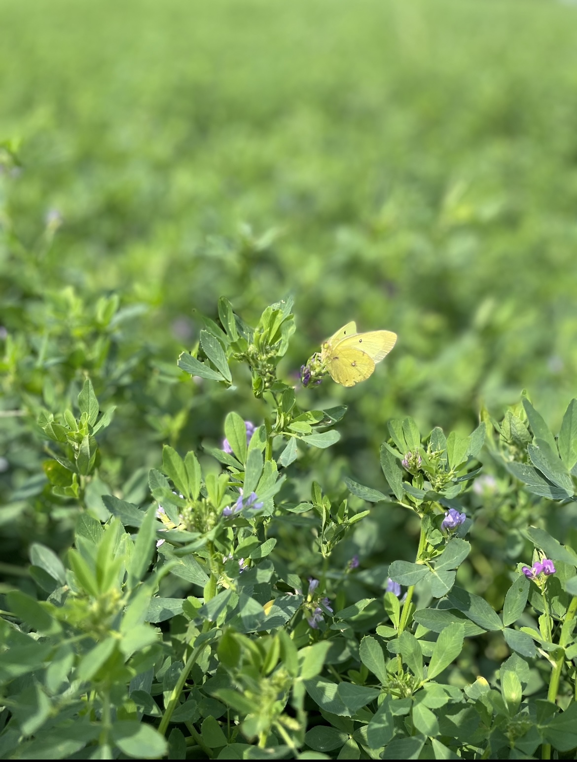 alphafly yellow