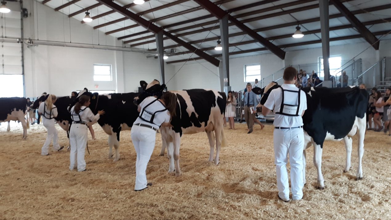 Dairy Cattle: What Does a Judge Look For?