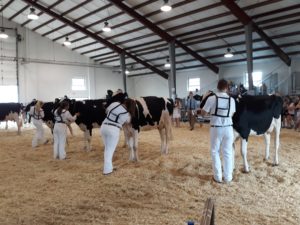 Dairy Cattle: What Does a Judge Look For?