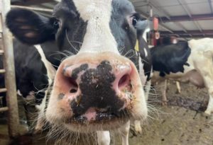 Celebrate America’s Dairyland During June Dairy Month