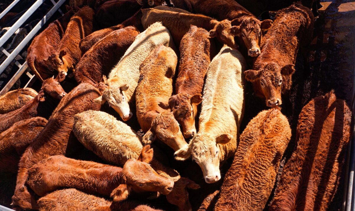 Pressure On Livestock Market Continues