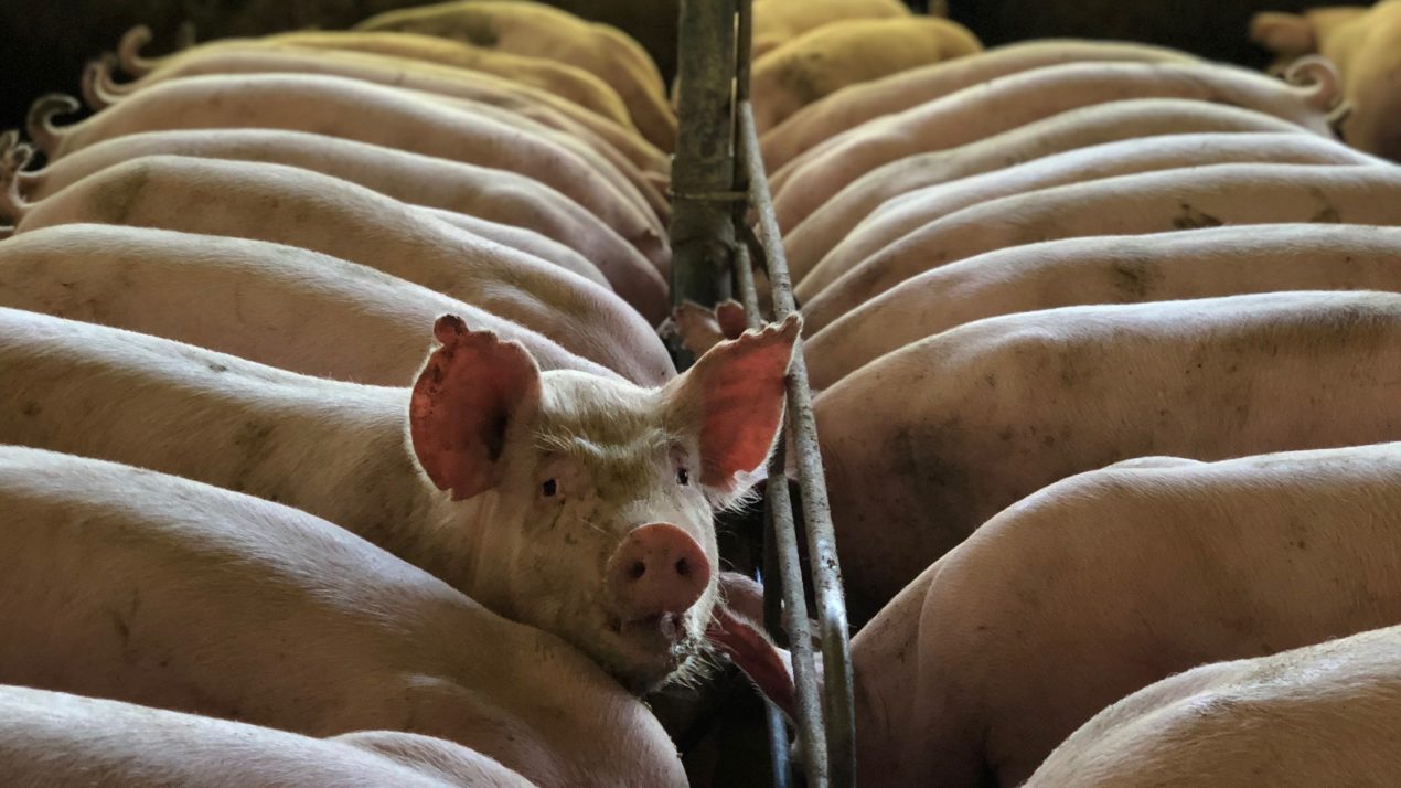 California Pork Rules Influencing Changes for Midwest Farmers