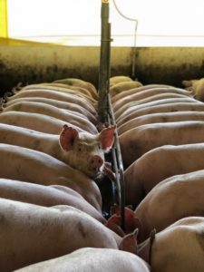 California Pork Rules Influencing Changes for Midwest Farmers