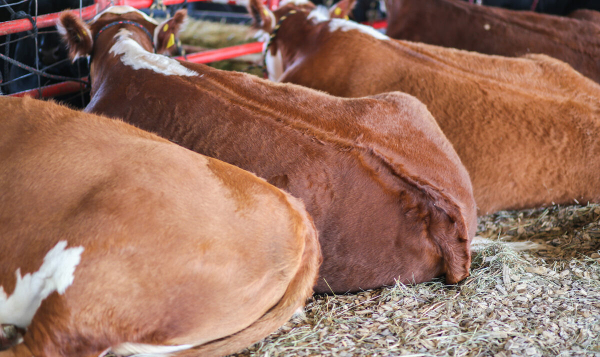 Keep Livestock Cool At The Fair