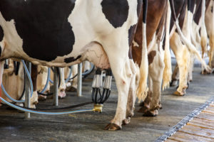 Milk Prices Lower In June
