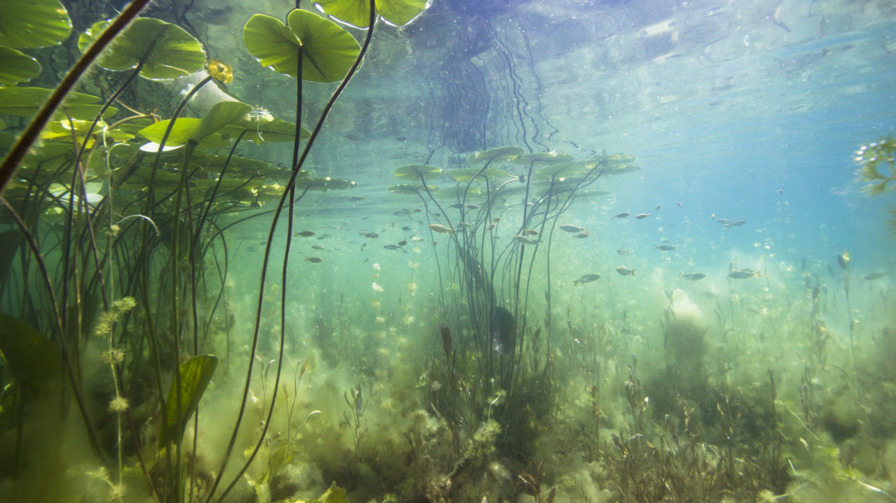 Uncertainty In Managing Aquatic Invasive Species