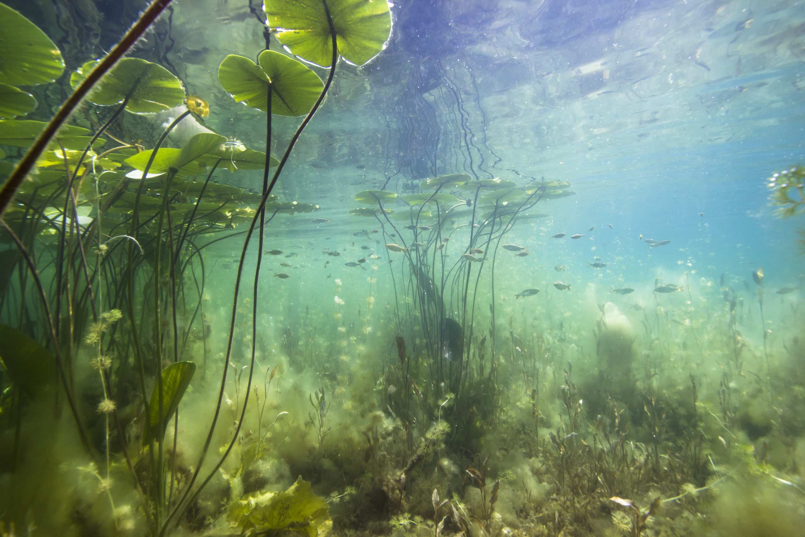 В воде рыбы водоросли. Водоросли нимфея. Растения под водой. Кувшинки под водой. Подводные листья кувшинки.