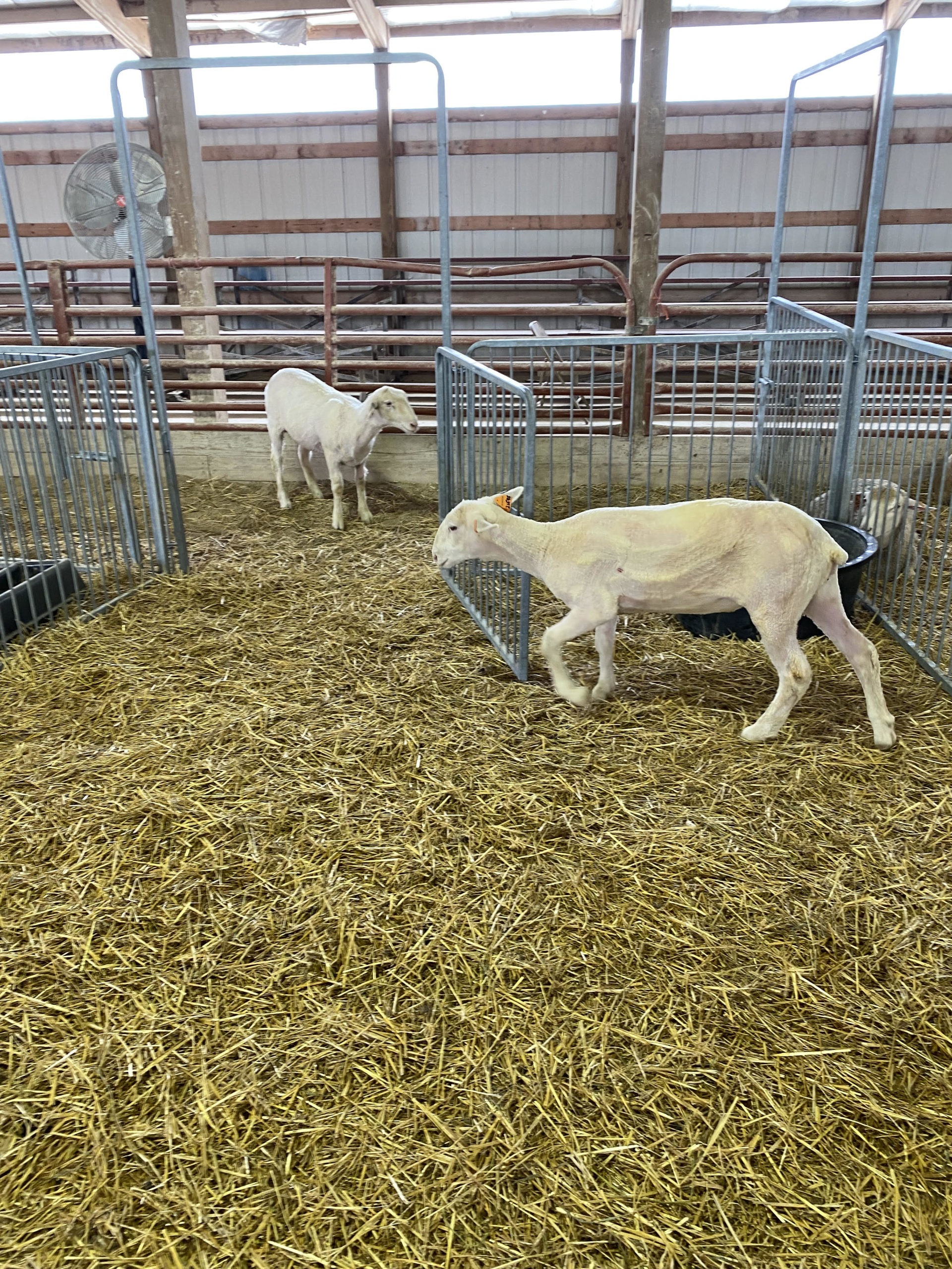 Why Sheep? ‎– Sampling Concerto Lamb 3-in-1 Bundle, Nylon - US Whip