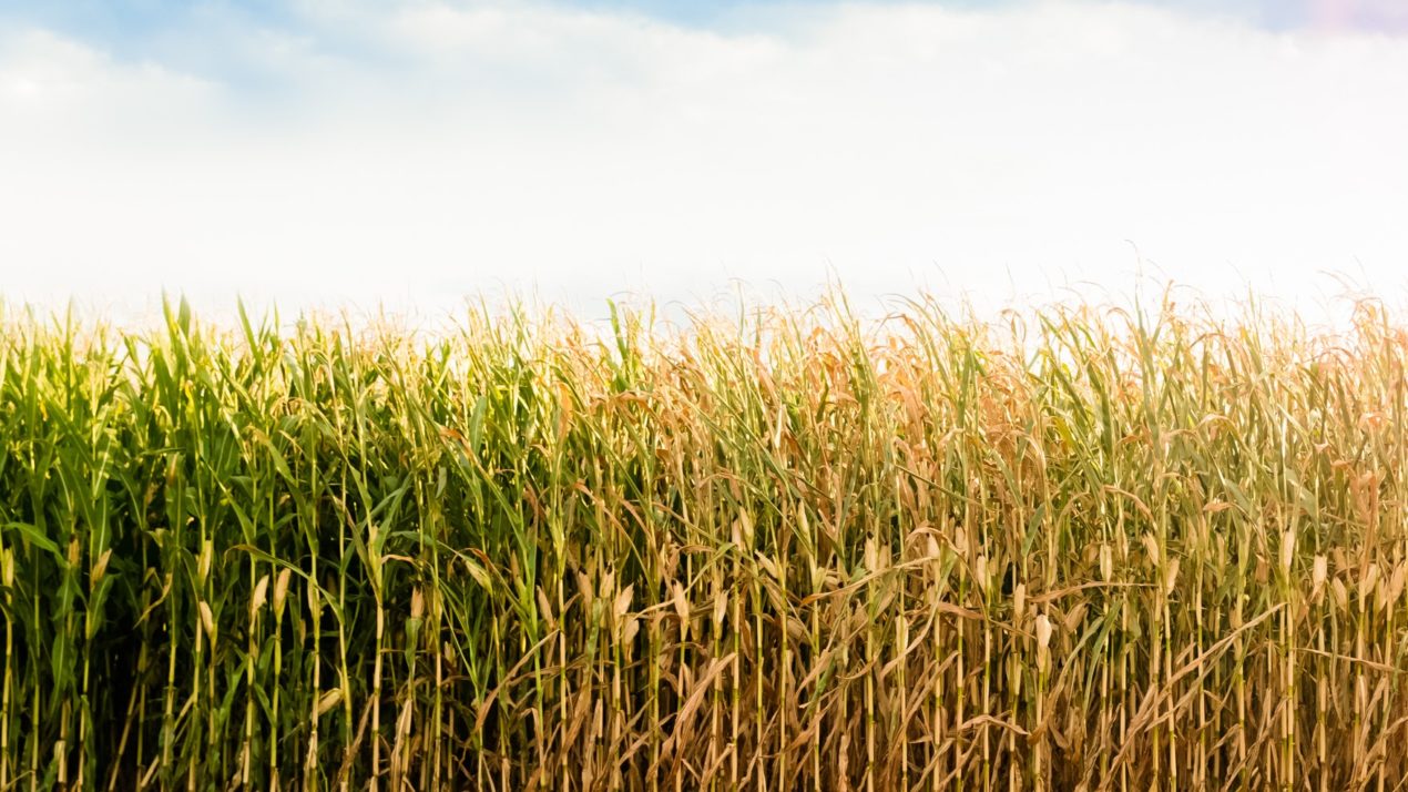 Fall Harvest Season Is Near