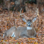 deer - processing - A,Large,White-tailed,Deer,Bedded,Dpwm,Om,Fall,Leaves,At