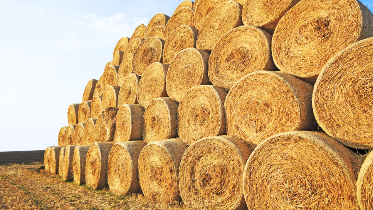 Hay Prices Up From 2020