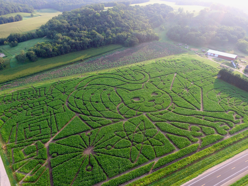 Creating A Corn Maze