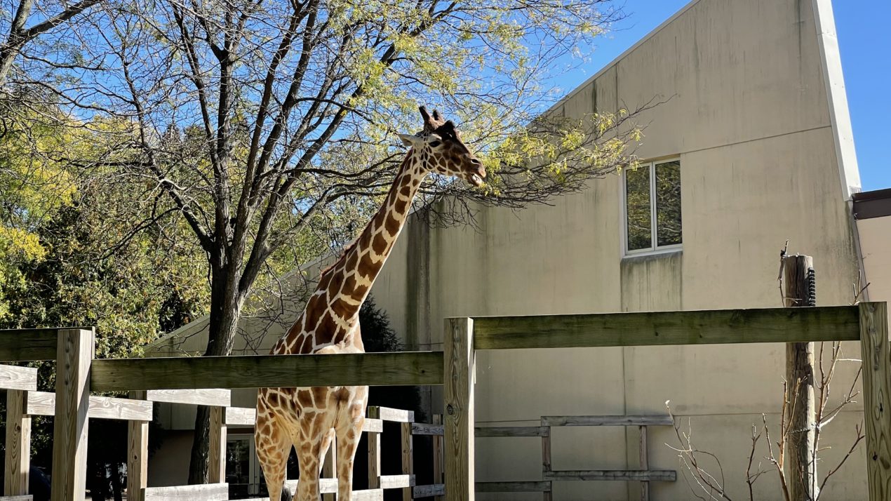 Giraffes, Rhinos & More Prep For Winter