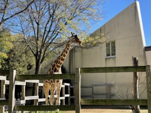 Giraffes, Rhinos & More Prep For Winter
