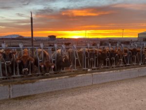 Milk Source Strives For Sustainability