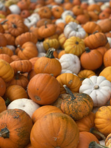 Pumpkins Look Good In Lodi