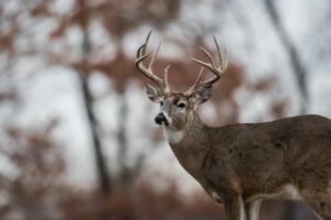 CWD Detection Impacts Four Counties