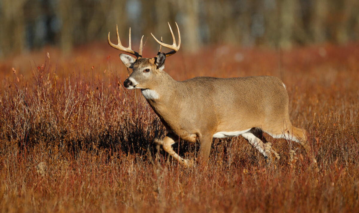 CWD Confirmed In Fond Du Lac County