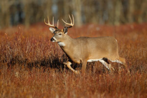 CWD Confirmed In Fond Du Lac County