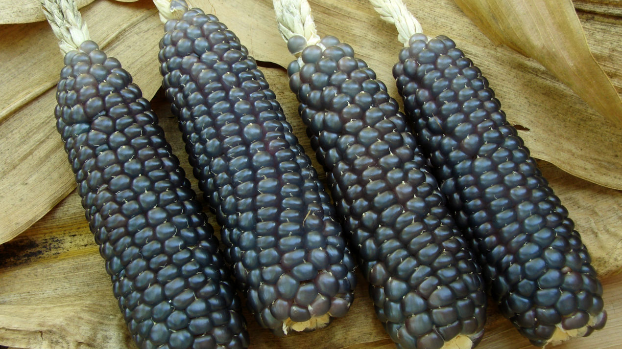 Good Year For Blue Corn