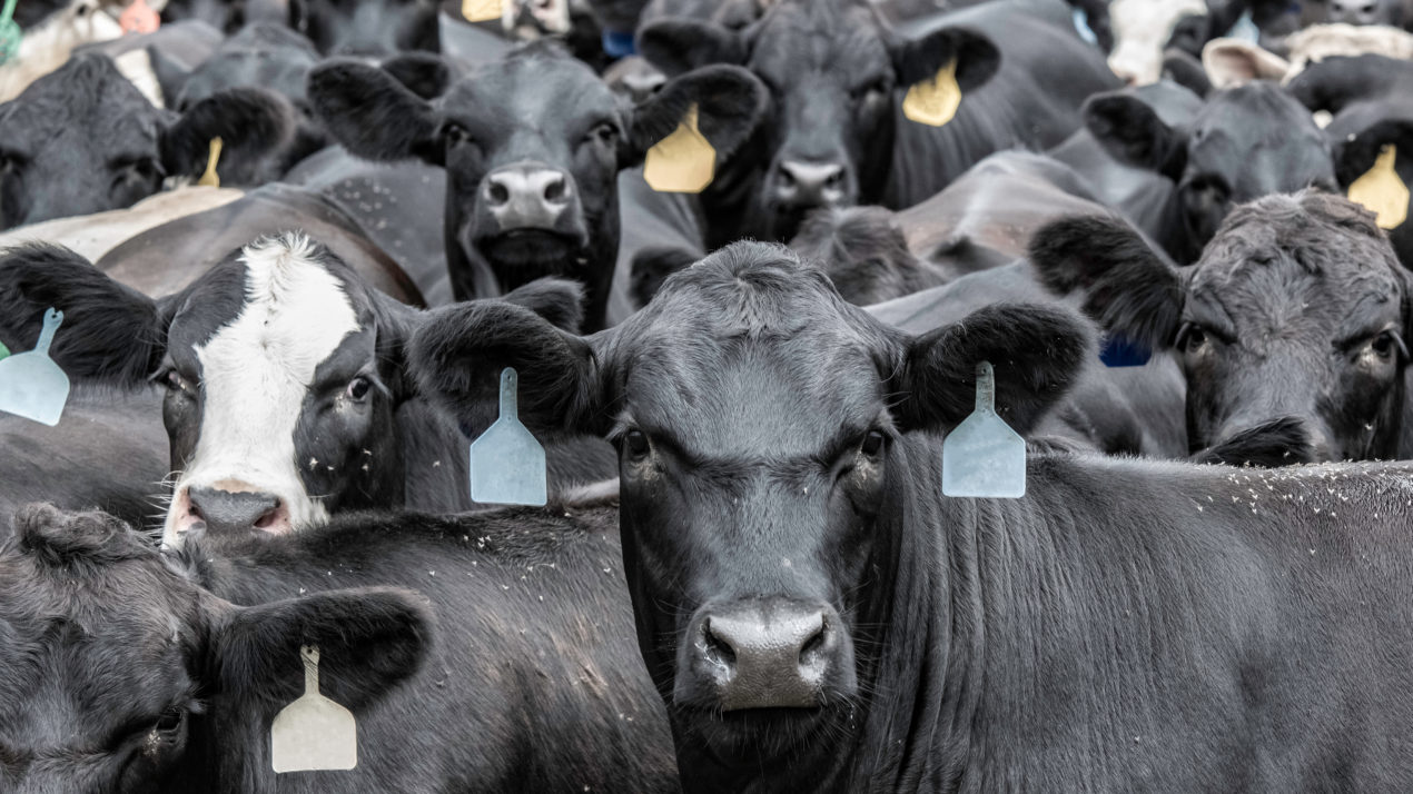 Cattle Market On Track With Seasonal Patterns