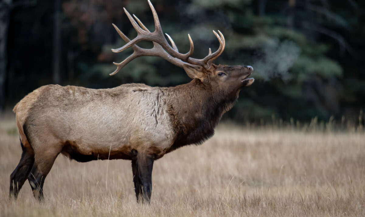 Your Chance To Draw An Elk Tag