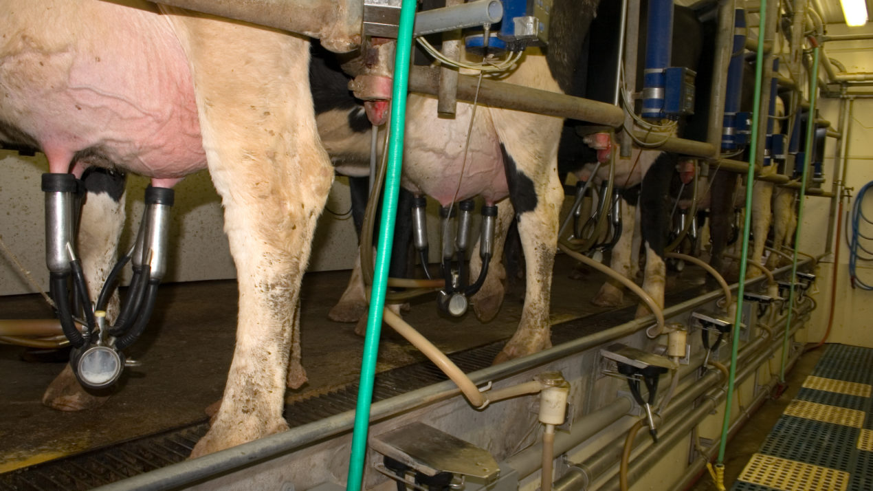 Wisconsin Reduces HPAI Milk Testing as Surveillance Continues