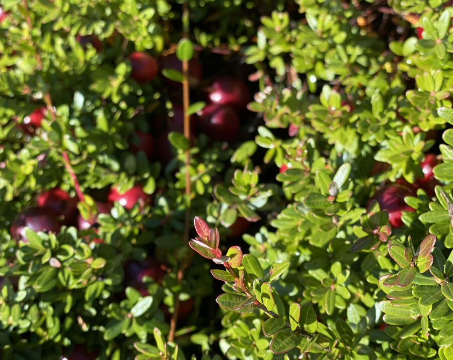 Cranberry Growers Well-Positioned Despite Challenges