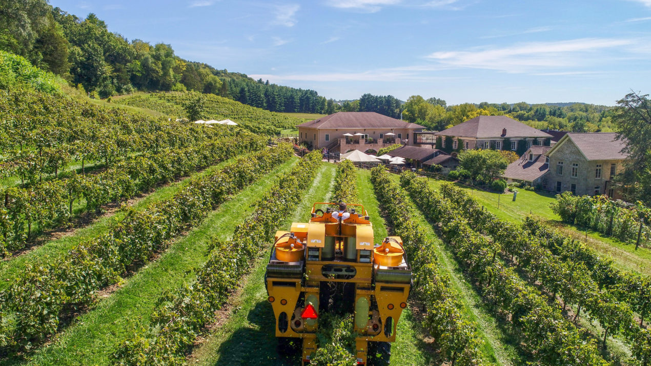 Grape Harvest On Track At Wollersheim