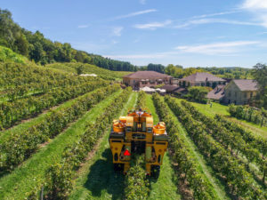 Grape Harvest On Track At Wollersheim