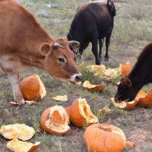 Reusing Pumpkins as Food for Wildlife and Farm Animals