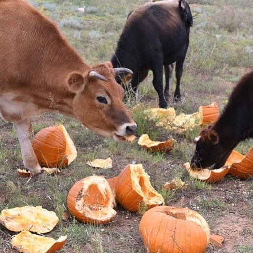 Reusing Pumpkins as Food for Wildlife and Farm Animals - Mid-West Farm  Report
