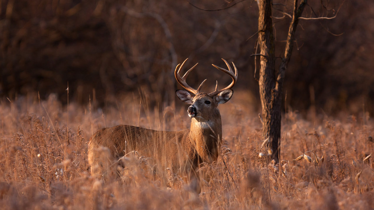 CWD Confirmed In Jackson County