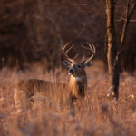 White-tailed,Deer,Buck,With,A,Huge,Neck,And,Antlers,Standing