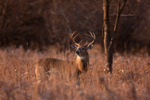 CWD Confirmed In Jackson County