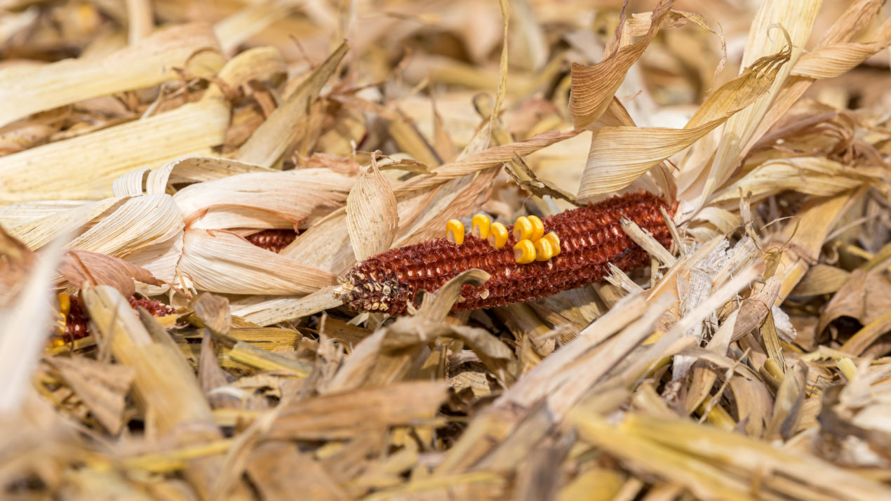 Corn Harvest Is 96% Complete