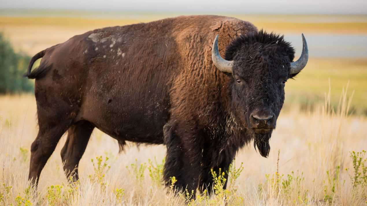 Celebrate National Bison Day