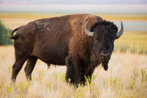 Bison Meat A Healthy Alternative