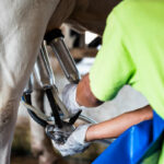 cow being milked