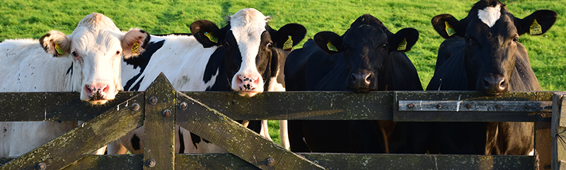 Discover Wisconsin’s Shrine to the Dairy Industry