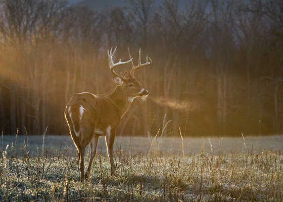 CWD In Wild Deer In Langlade County