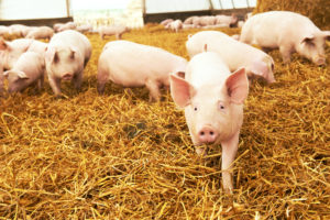 Pork Industry Emphasizes Employee Welfare
