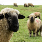 Hampshire,Down,Sheep,In,The,Meadow