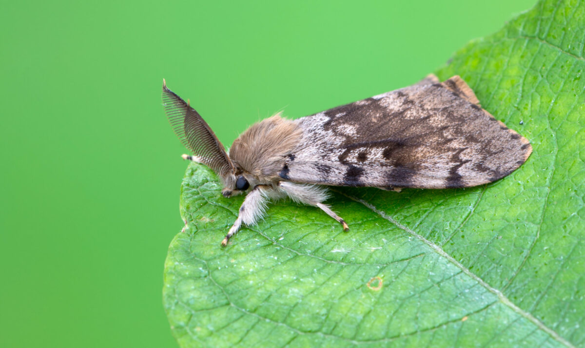 DATCP To Set Moth Traps In 47 Counties