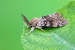 Gypsy Moth Population Continually Increasing