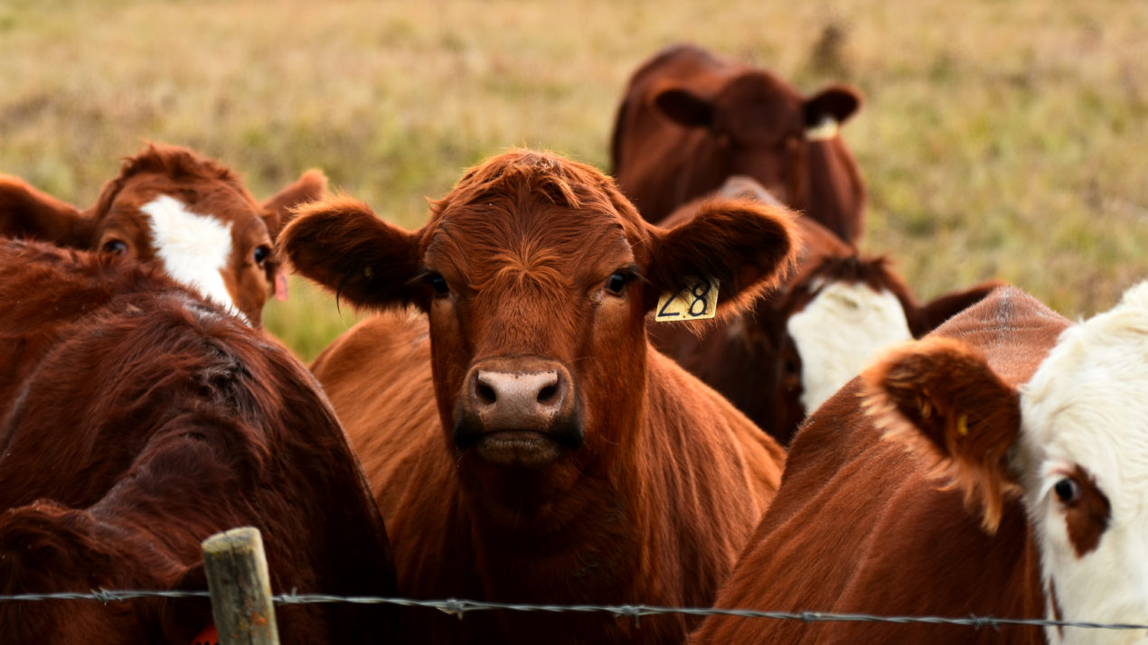 Beef Demand Continues Strong