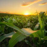 Wyffels Hybrids “Between the Rows” Event Series