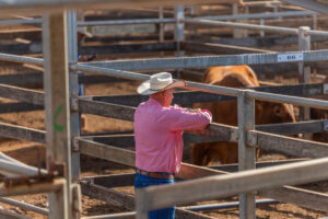 Performance Bull Sale On The Way