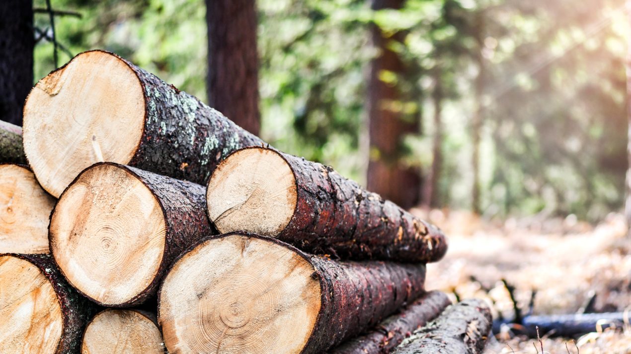 State Celebrates Forest Products Week