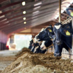 Cows,In,A,Farm.,Dairy,Cows.,Fresh,Hay,In,Front